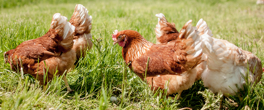 Tipps der AGRAVIS Raiffeisen AG zur Hühnerhaltung im Garten